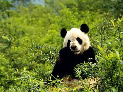 Giant Panda, Wolong Reserve, China